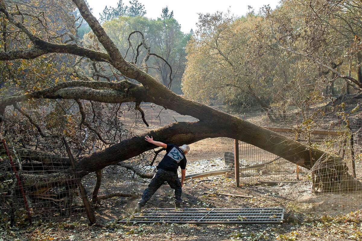Roland Tembo Hendel walks under a fallen tree to check the burned remains of his property off of Franz Valley Road on Wednesday, Oct. 18, 2017, in Santa Rosa, Calif. His home and property was destroyed in the Sonoma County fires.