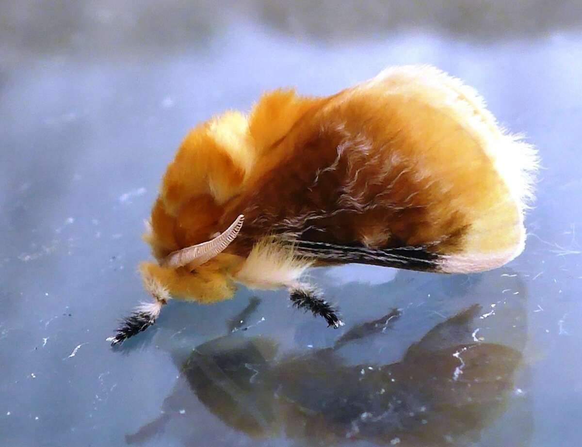 Venomous caterpillar makes annual appearance around San Antonio