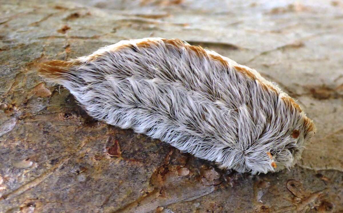 poisonous-caterpillar-spotted-on-clare-county-trail-mlive