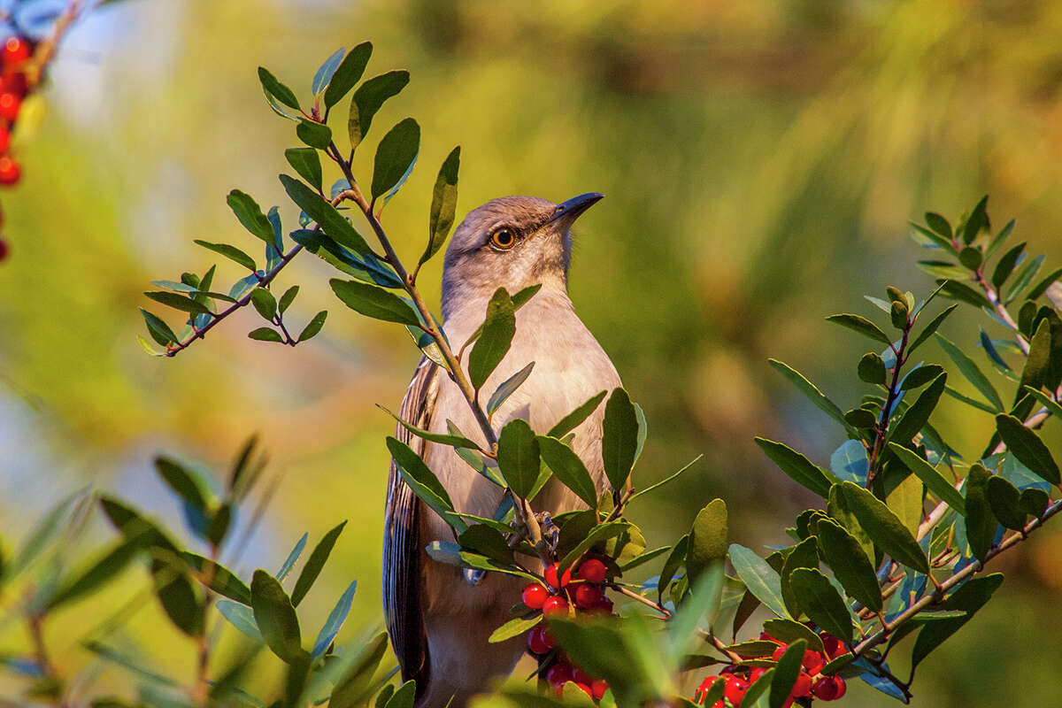Northern mockingbirds claim a berry bush in the fall and defend it until winter when the berries are ripe. Photo Credit: Kathy Adams Clark. Restricted use.