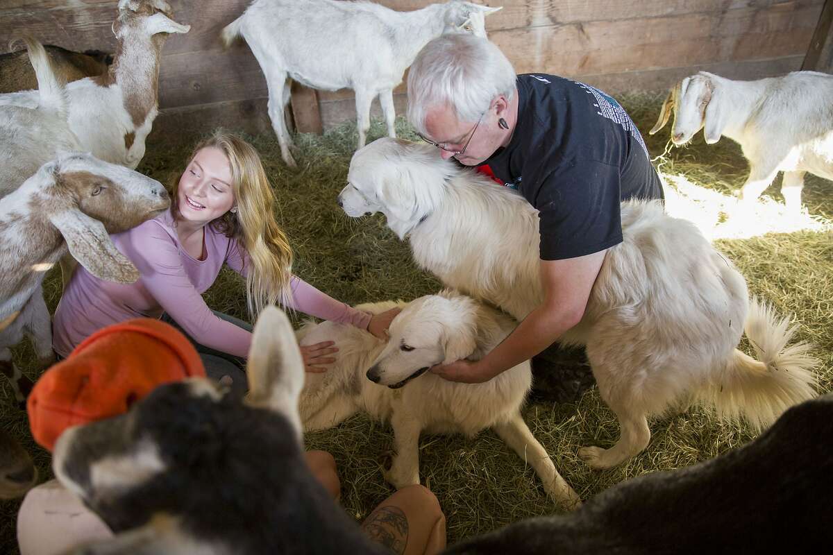 Roland Tembo Hendel greets his dog Odin (bottom) and Tessa on Wednesday, Oct. 18, 2017, in Santa Rosa, Calif. When the Sonoma County fires headed towards Hendel's home, he and his daughter tried to coax Odin, but Odin wouldn't budge without the eight goats he protects. Odin stayed with them and ended up also guarding some deer escaping the fire. Hendel's daughter Ariel is seen on the left.