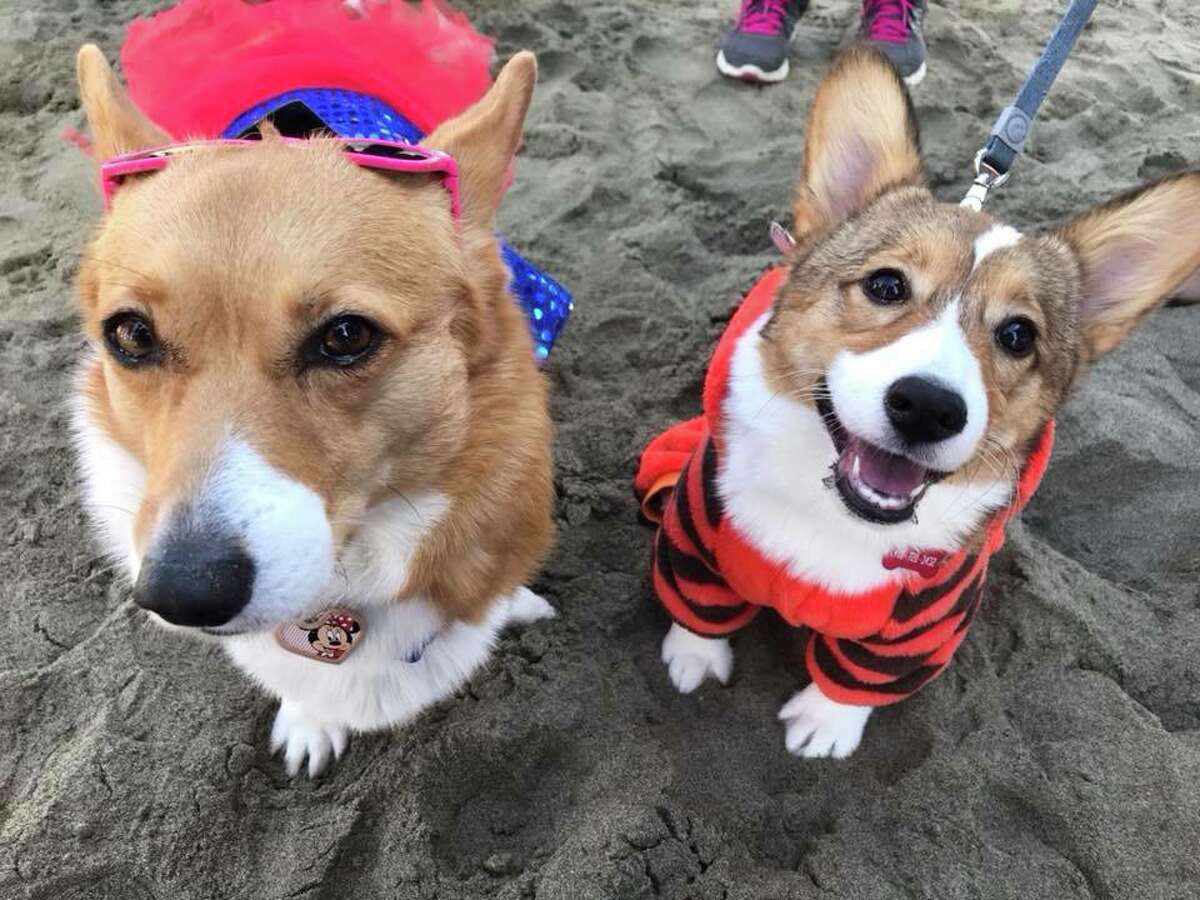 Costumed corgis invade Ocean Beach for Corgi Con