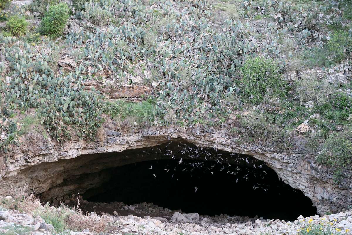 Bracken Cave bats a sight to behold