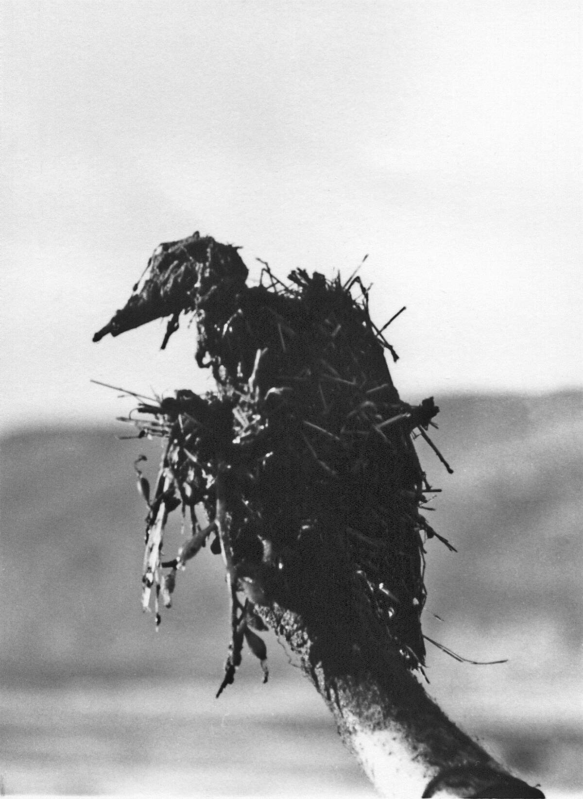 Grebe killed in Bolinas during the spill off the coast January 19 1971