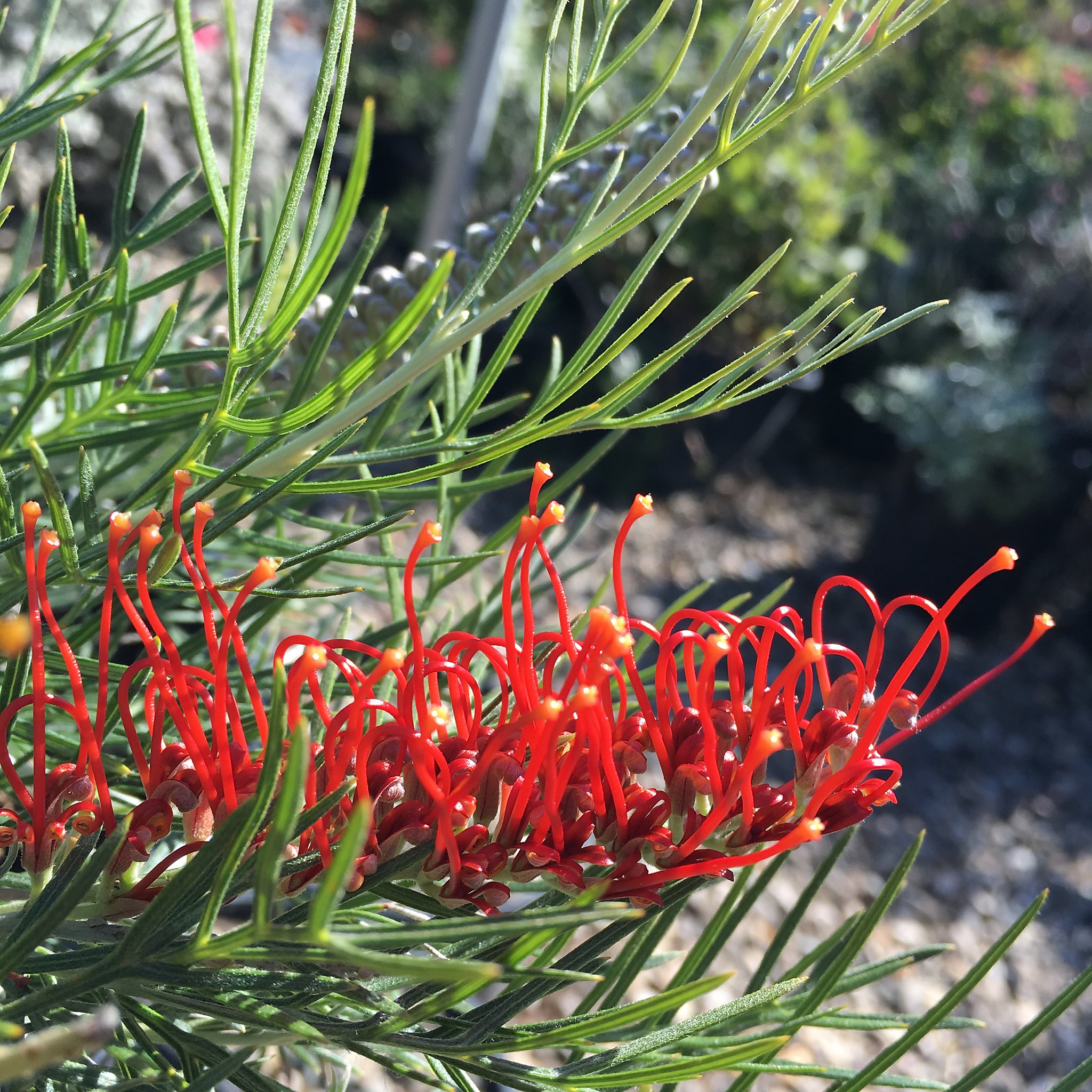 Grevilleas for the fall garden