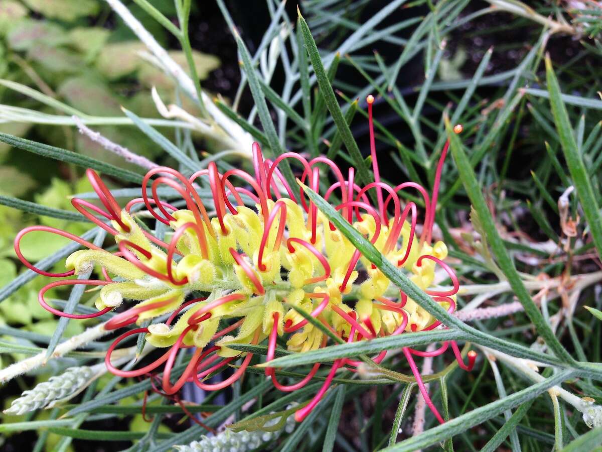 Grevilleas for the fall garden