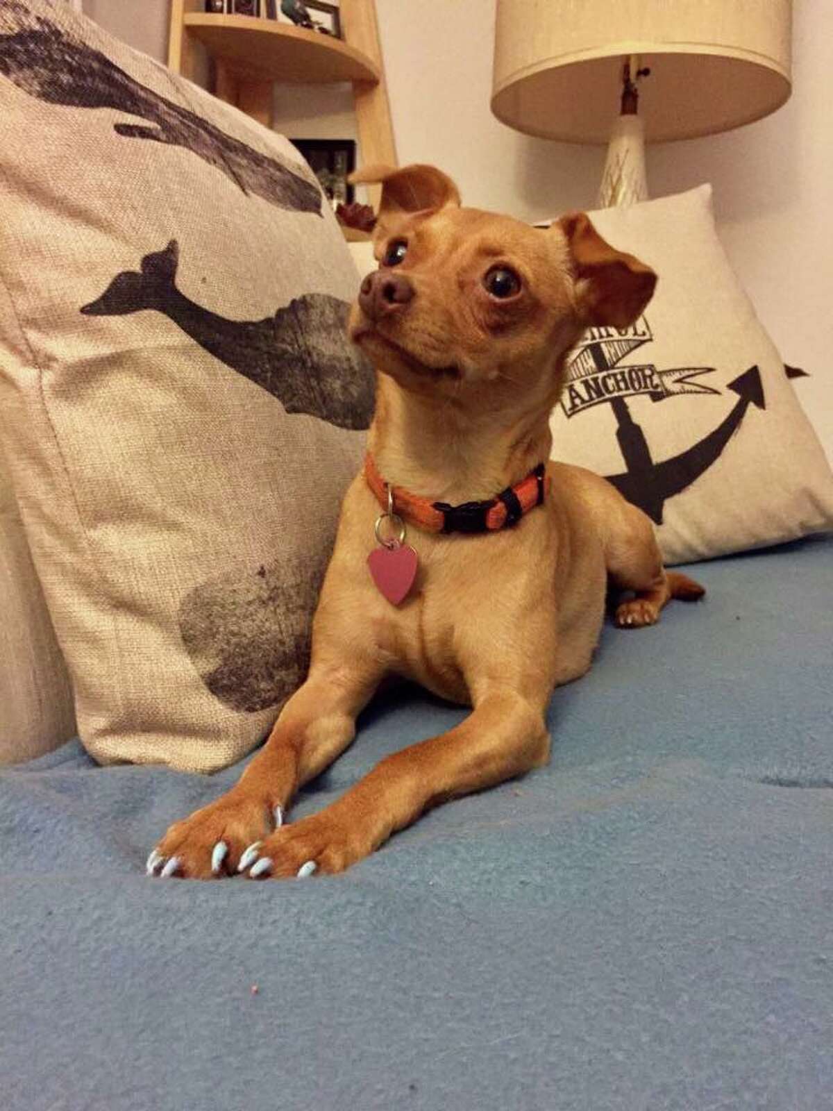 male or female kitten