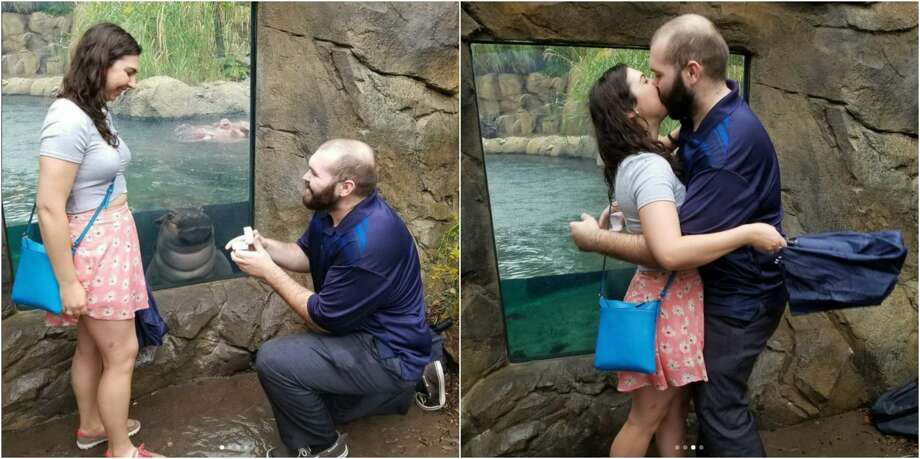 Couple Has Engagement Photo Photobombed By Cute Baby Hippo Houston