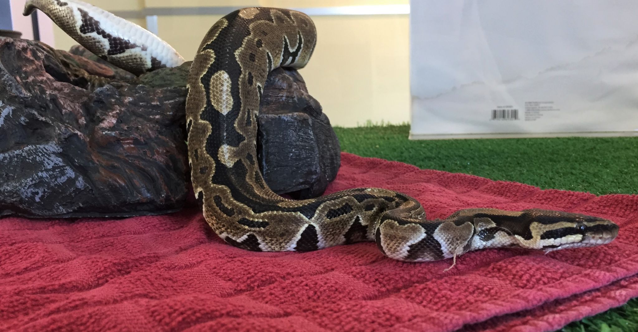 ball python leash