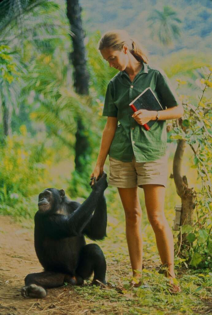 Jane Goodall with a chimpanzee in 1960s Tanzania in the documentary “Jane.” Photo