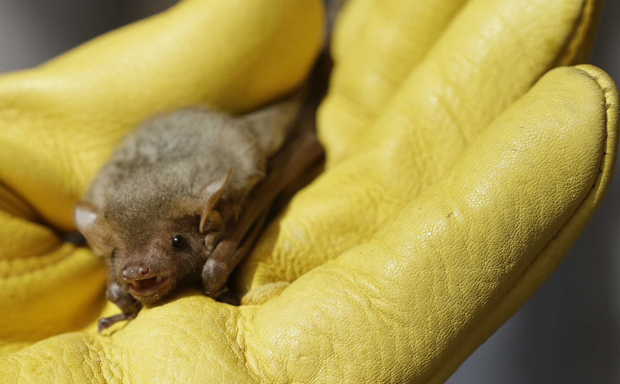 Fungus that causes deadly bat disease continues its spread in Texas