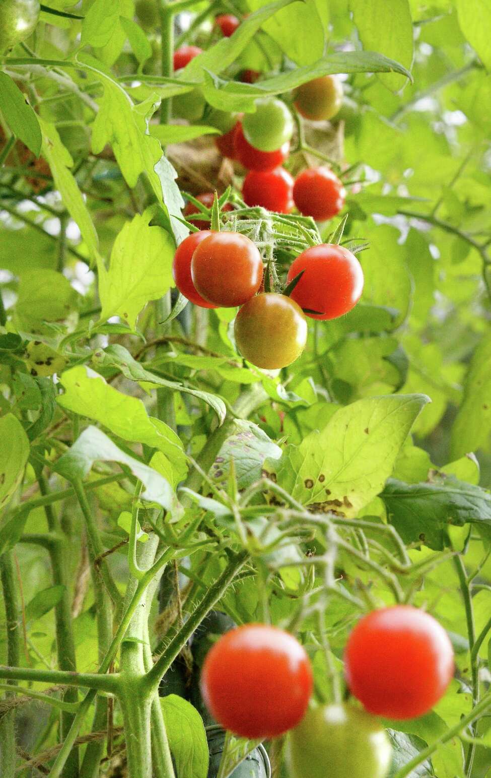 Clifton Park man grows 13 foot tall tomato plant