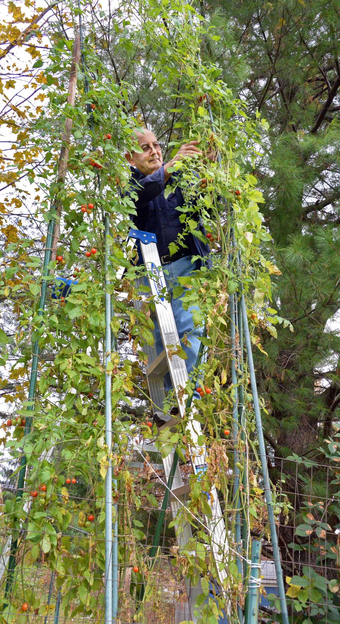 Clifton Park man grows 13 foot tall tomato plant