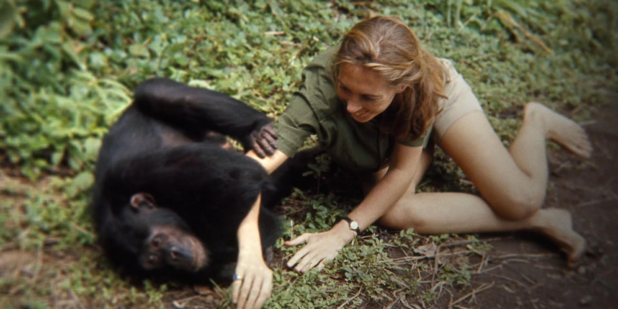 Шимпанзе девушку. Джейн Гудолл и шимпанзе. Джейн Гудолл (Jane Goodall):.