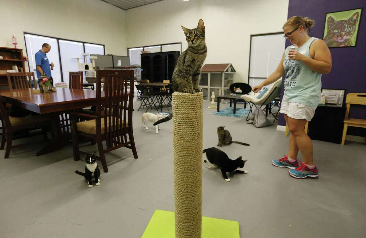 Purrfect timing San Antonio Cat Cafe opens Sunday on National Cat Day