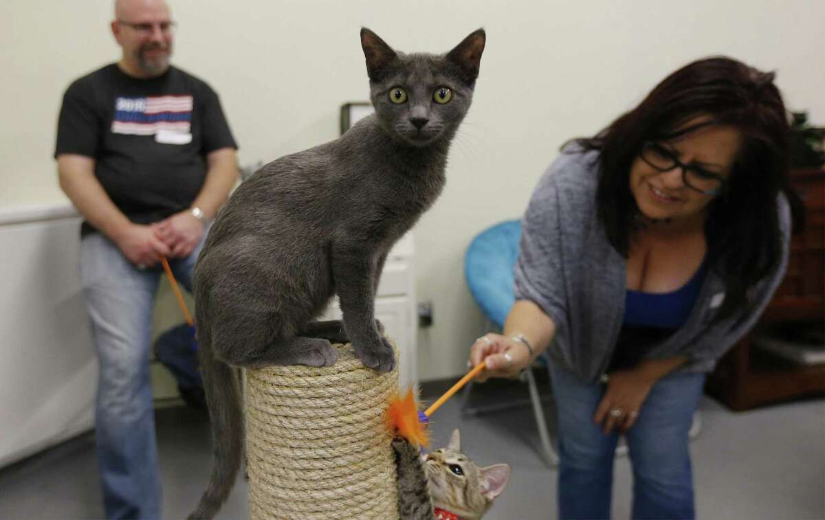Animal Care Services seizes San Antonio Cat Cafe cats
