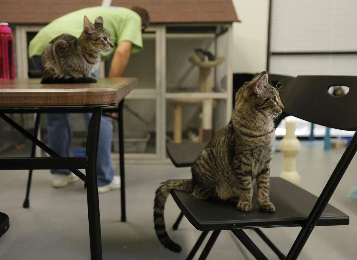 Purrfect timing San Antonio Cat Cafe opens Sunday on National Cat Day