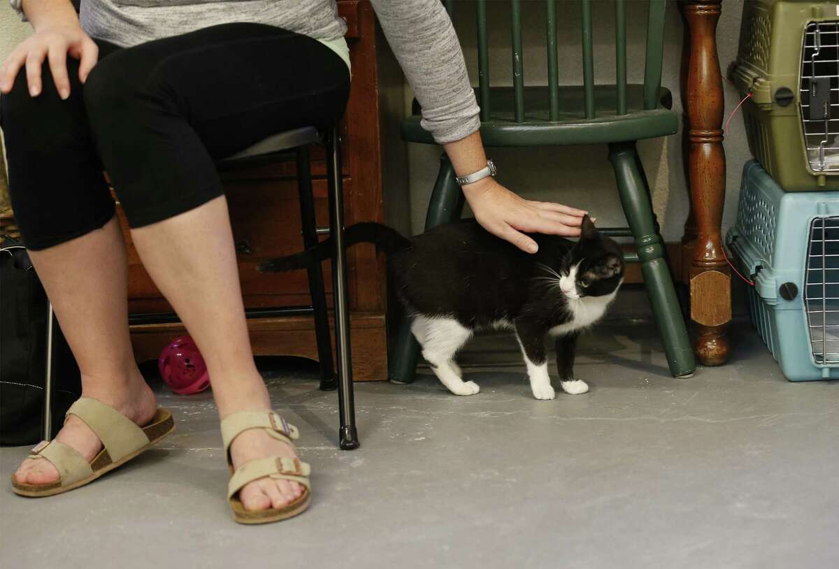 Animal Care Services seizes San Antonio Cat Cafe cats