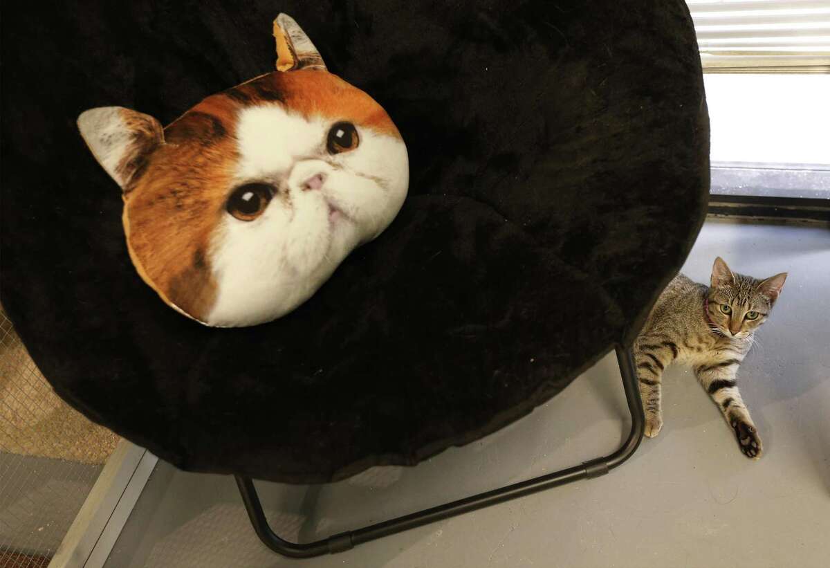 Animal Care Services seizes San Antonio Cat Cafe cats