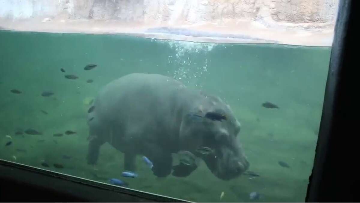 San Antonio's Timothy the hippo is turning 3 this weekend