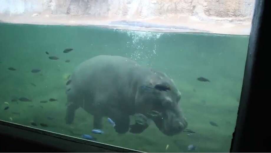 Video: San Antonio's young hippo takes first dip into zoo exhibit life ...