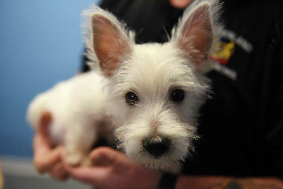 FILE —A West Highland terrier puppy that was stolen from a pet store in Crossgates Mall is held by Bob Meyers, Guilderland senior animal control officer, on Thursday, Oct. 26, 2017, at the town animal shelter in Guilderland, N.Y. The puppy was taken from the Pet Zone store on Wednesday and later turned in at an Albany homeless shelter. (Will Waldron/Times Union) Photo: Will Waldron, Albany Times Union