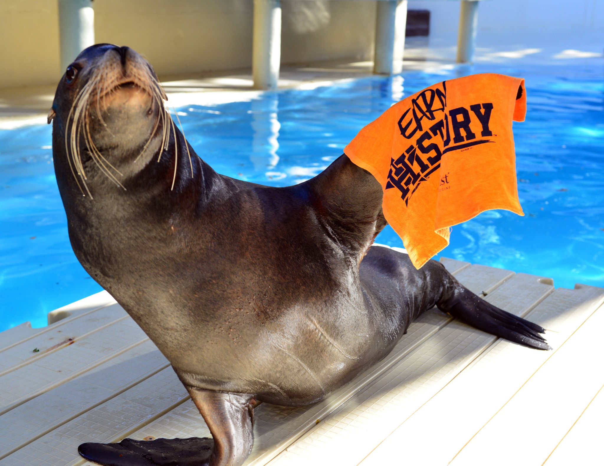 Animals at the Houston zoo celebrate Astros game two World Series victory