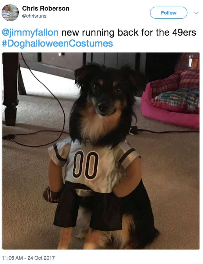 Jimmy Fallon's Halloween dogs are insanely cute and clever SFGate