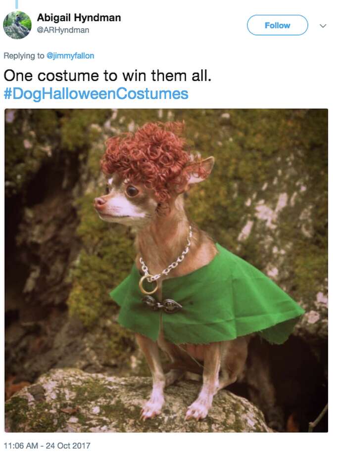Jimmy Fallon's Halloween dogs are insanely cute and clever SFGate