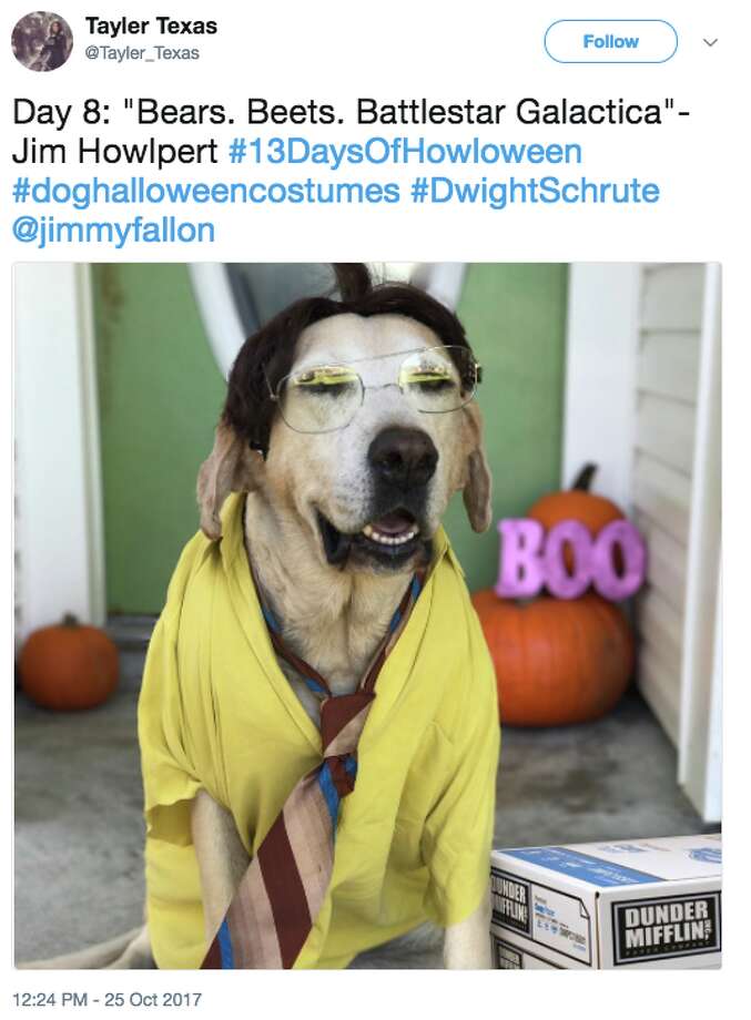 Jimmy Fallon's Halloween dogs are insanely cute and clever SFGate