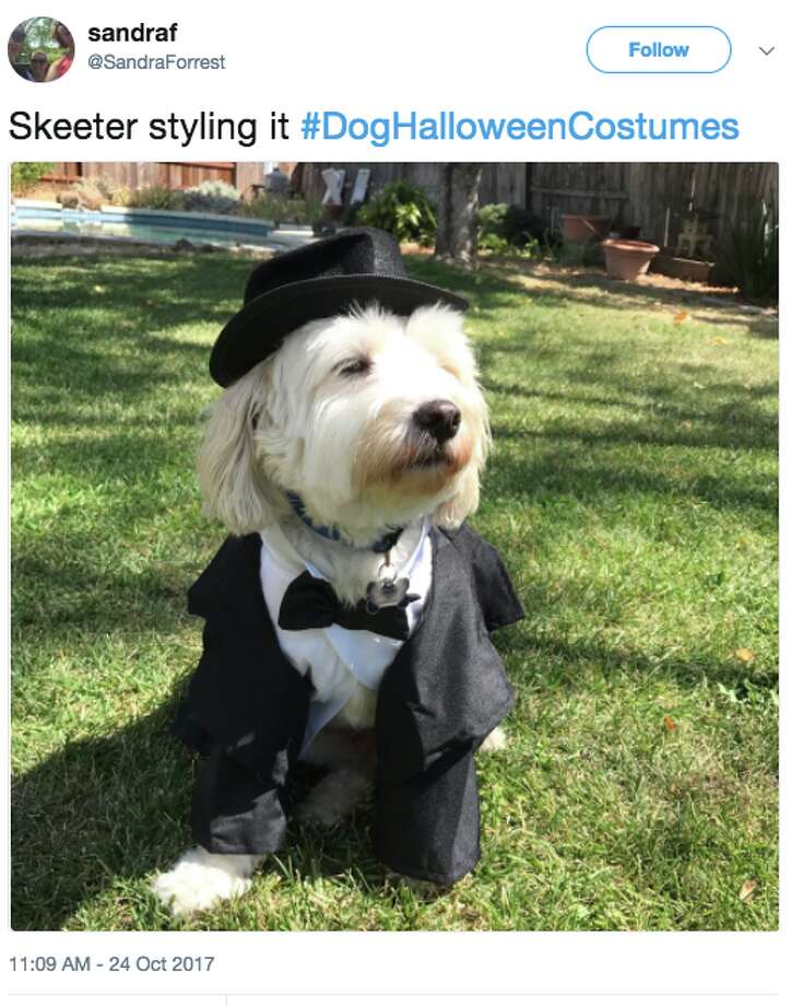 Jimmy Fallon's Halloween dogs are insanely cute and clever SFGate