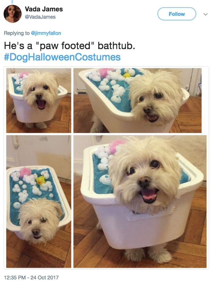 Jimmy Fallon's Halloween dogs are insanely cute and clever SFGate