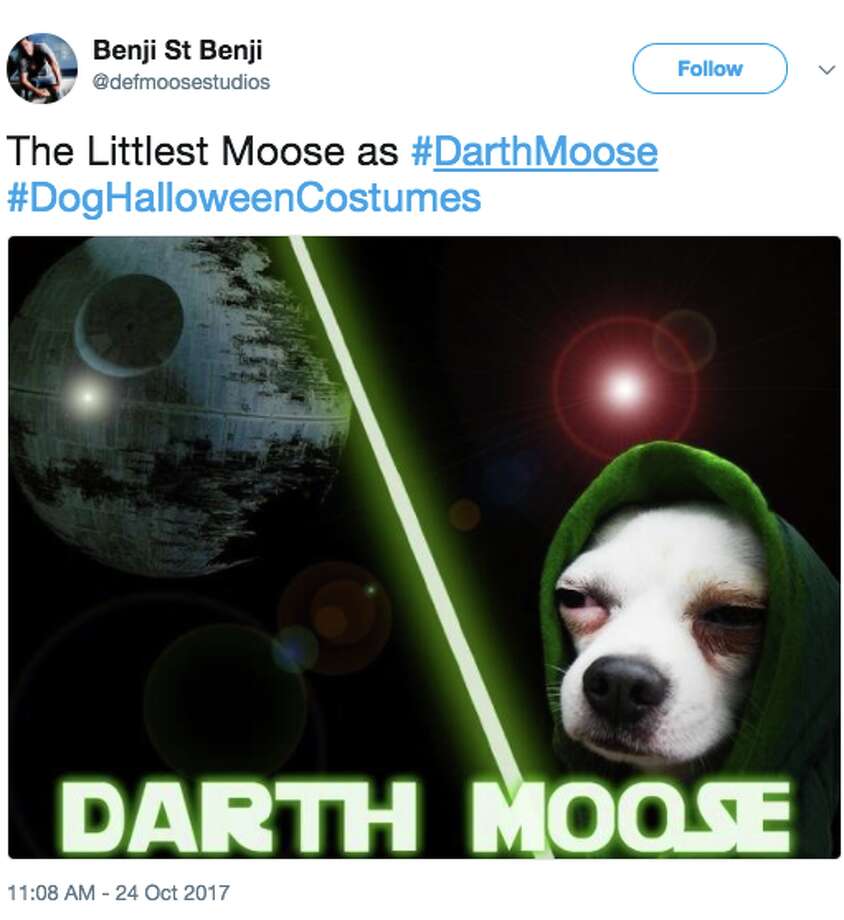 Jimmy Fallon's Halloween dogs are insanely cute and clever SFGate