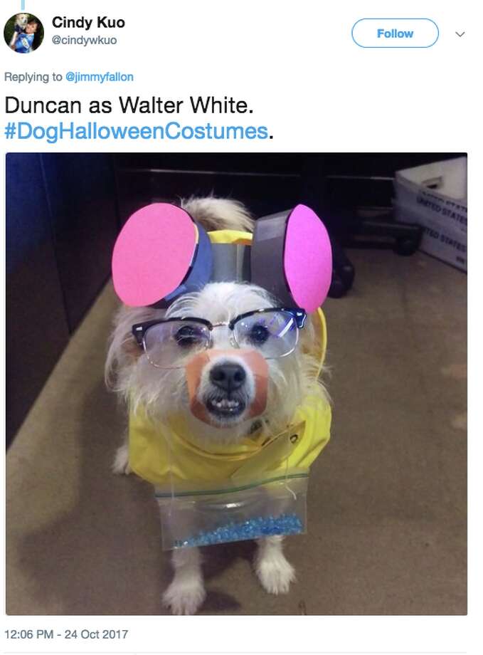 Jimmy Fallon's Halloween dogs are insanely cute and clever SFGate