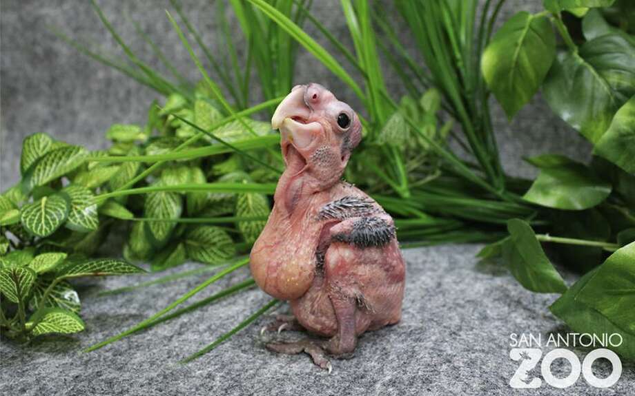 Cockatoo hatched at the San  Antonio  Zoo makes history 