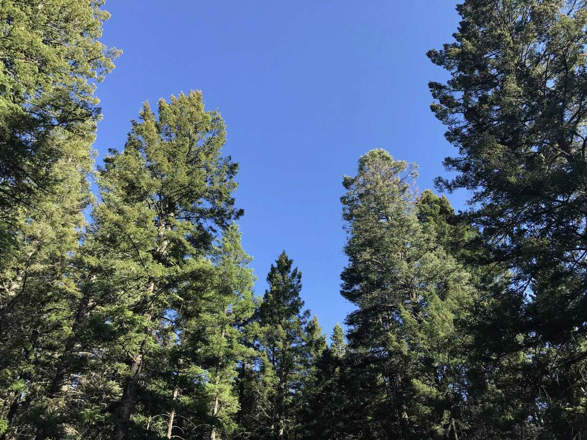 Lincoln National Forest A cool spot to beat the heat, enjoy the mountains