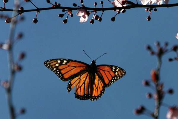 How To Attract And Nourish Monarchs With Your San Antonio Garden