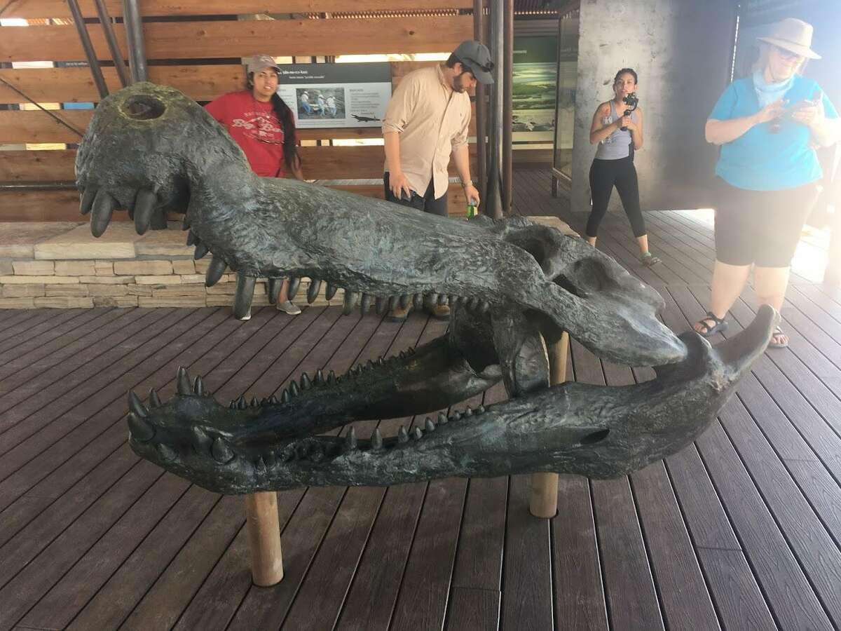 A life-size bronze of the Deinosuchus alligator skull is in the main room of the Fossil Discovery Exhibit at Big Bend National Park.