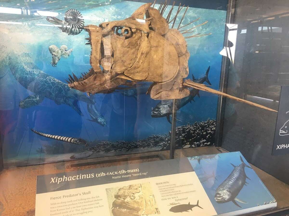 Dinosaurs take over Big Bend at fossil exhibit