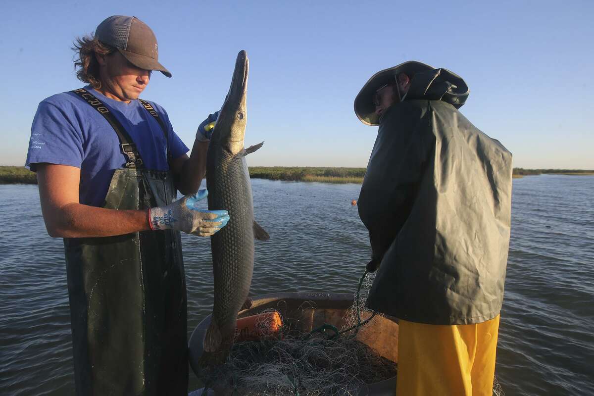 Texas Parks and Wildlife employee John Haferick, left, and intern Zach Russell remove an alligator gar from the waters of Espiritu Santo Bay in the Gulf of Mexico Oct. 17, 2017. Such internships are important to those just launching careers, why a state program to facilitate internships should be approved.