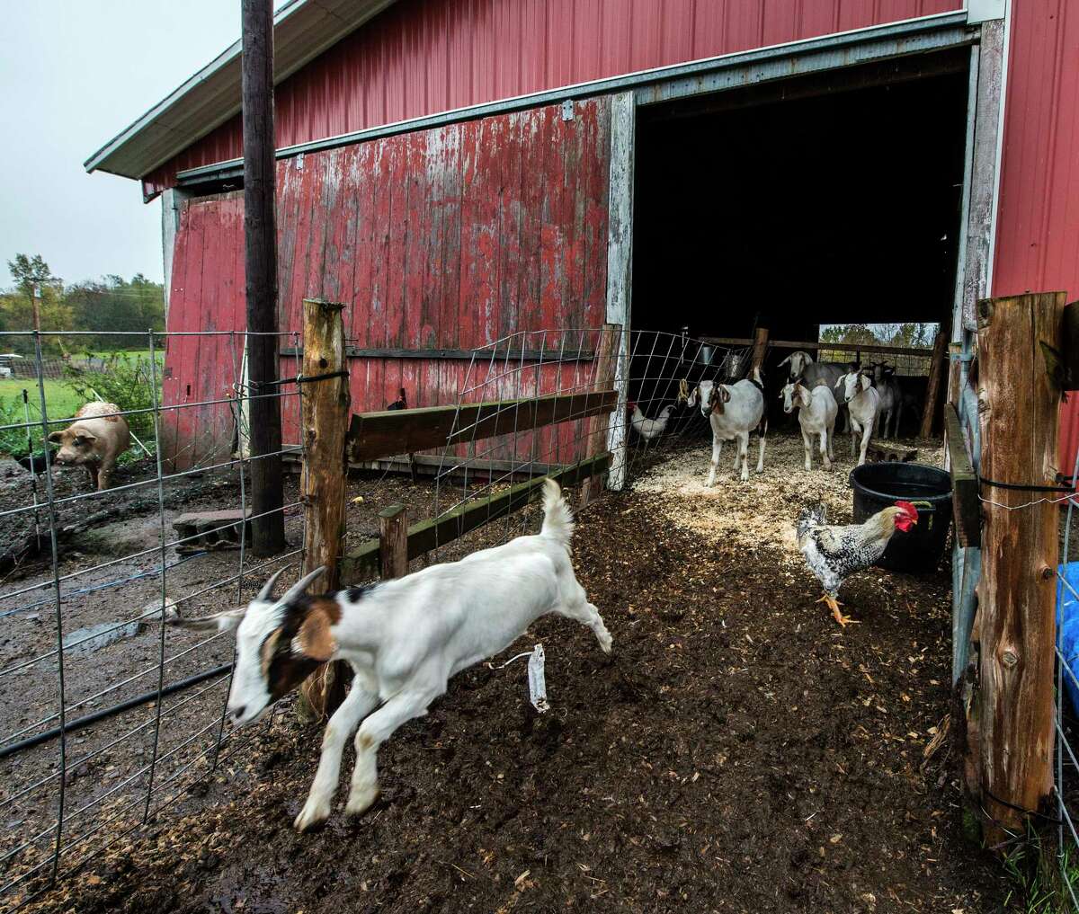 Farm animals enjoy their day at the R'Eison Shine Farm Monday Oct. 9, 2017 in Schagticoke, N.Y. (Skip Dickstein/Times Union)