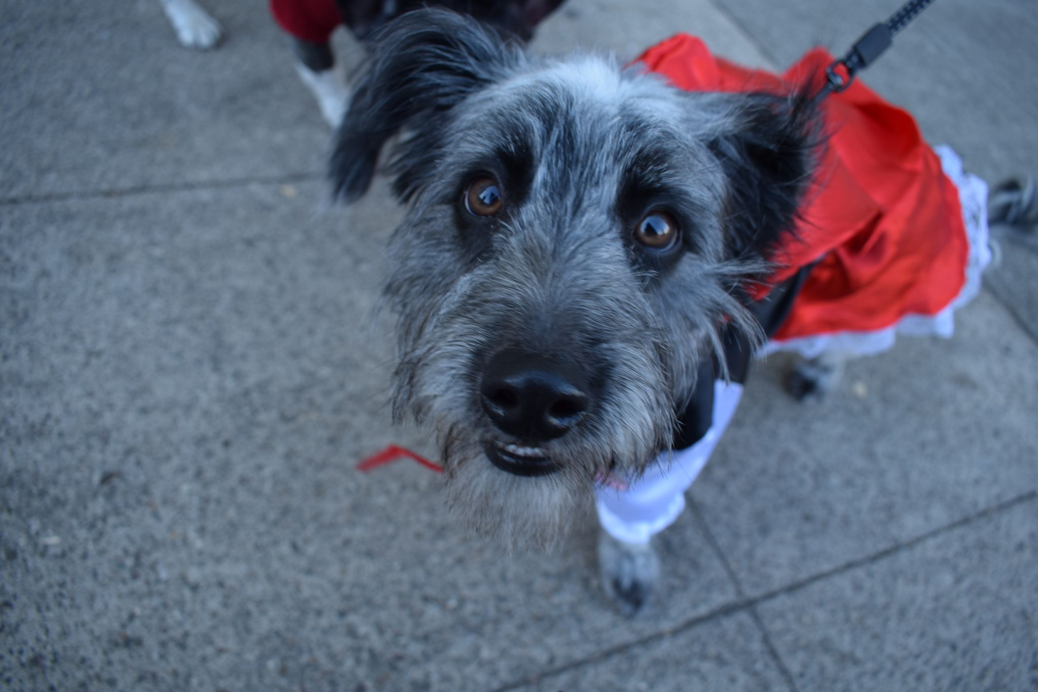 Cut4 on X: The @SFGiants held a dog costume contest, and ballpark