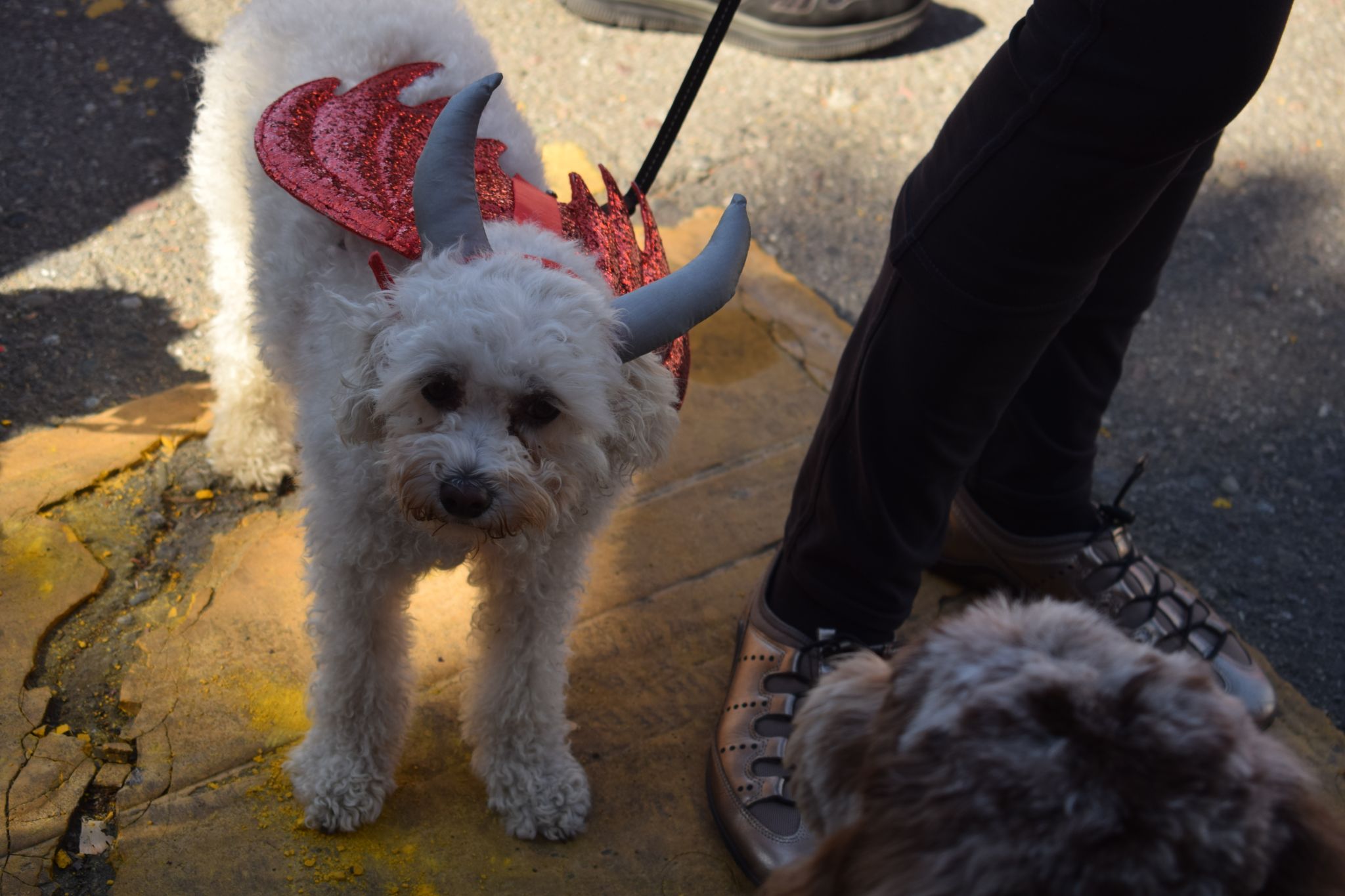 Cut4 on X: The @SFGiants held a dog costume contest, and ballpark