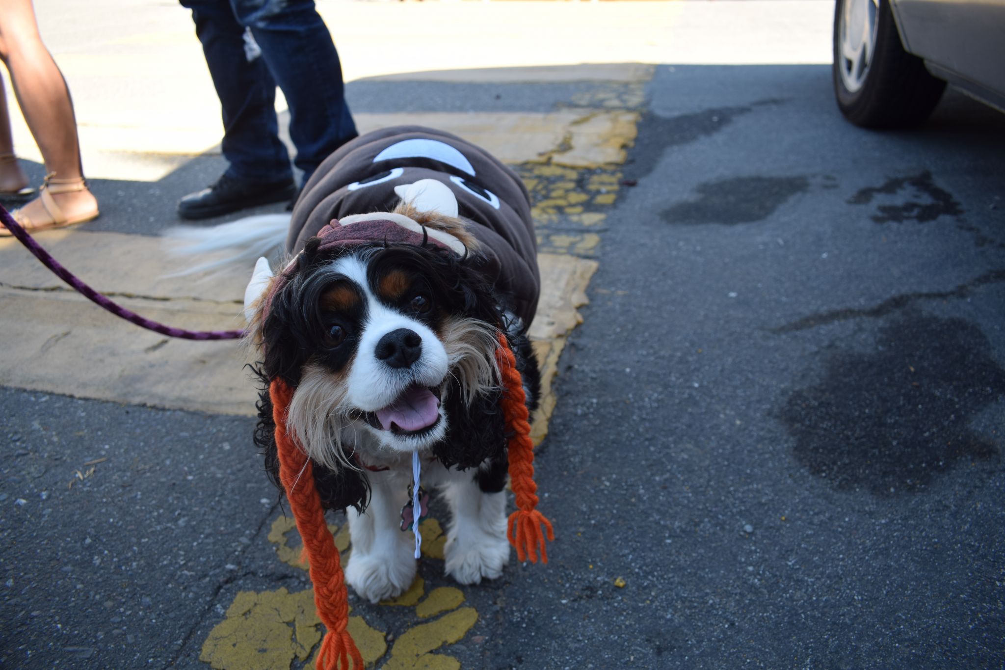 Cut4 on X: The @SFGiants held a dog costume contest, and ballpark