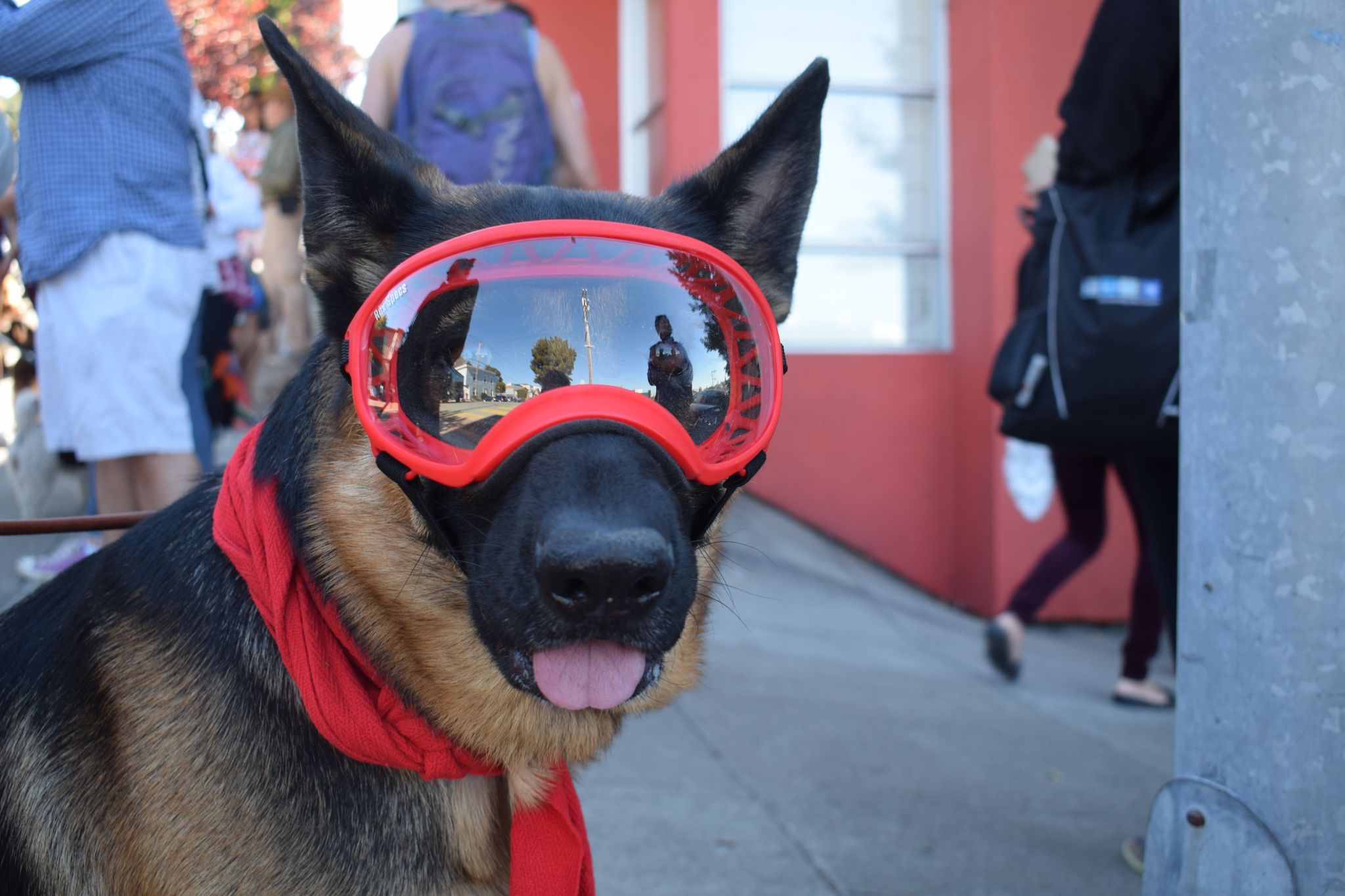 Cut4 on X: The @SFGiants held a dog costume contest, and ballpark