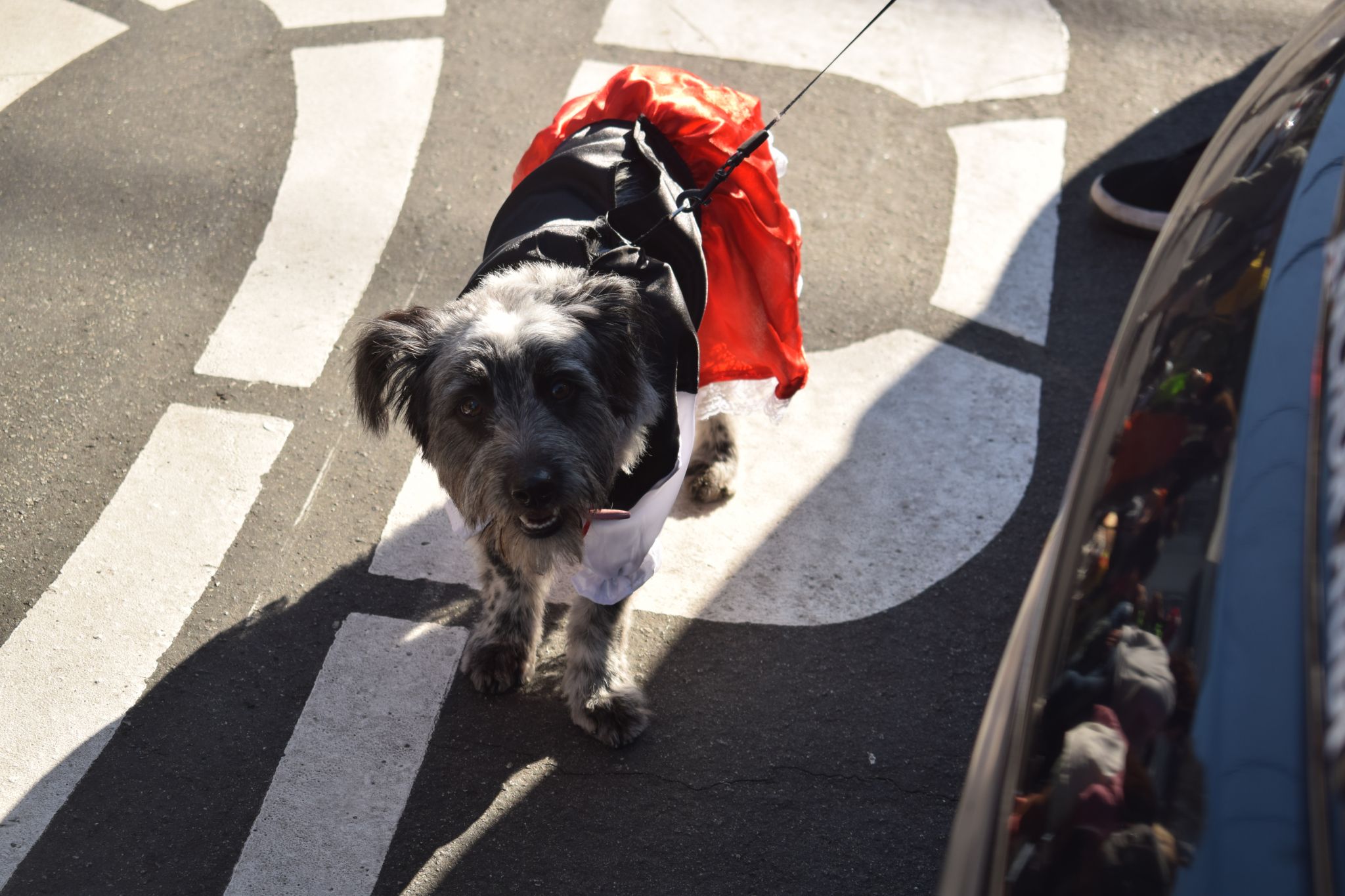 Cut4 on X: The @SFGiants held a dog costume contest, and ballpark