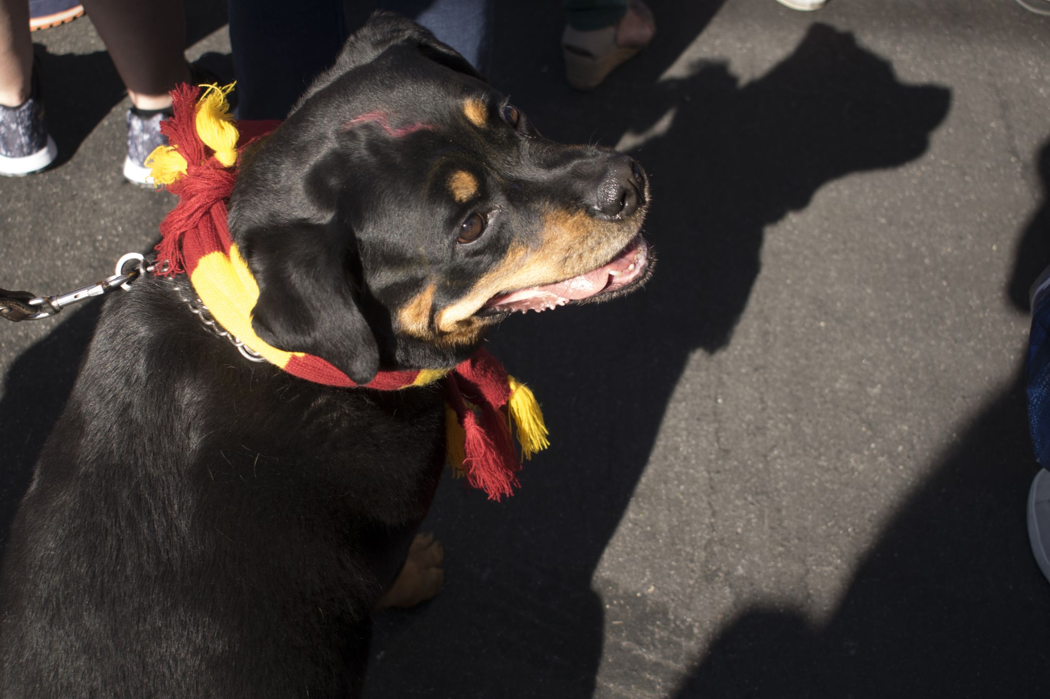 Cut4 on X: The @SFGiants held a dog costume contest, and ballpark