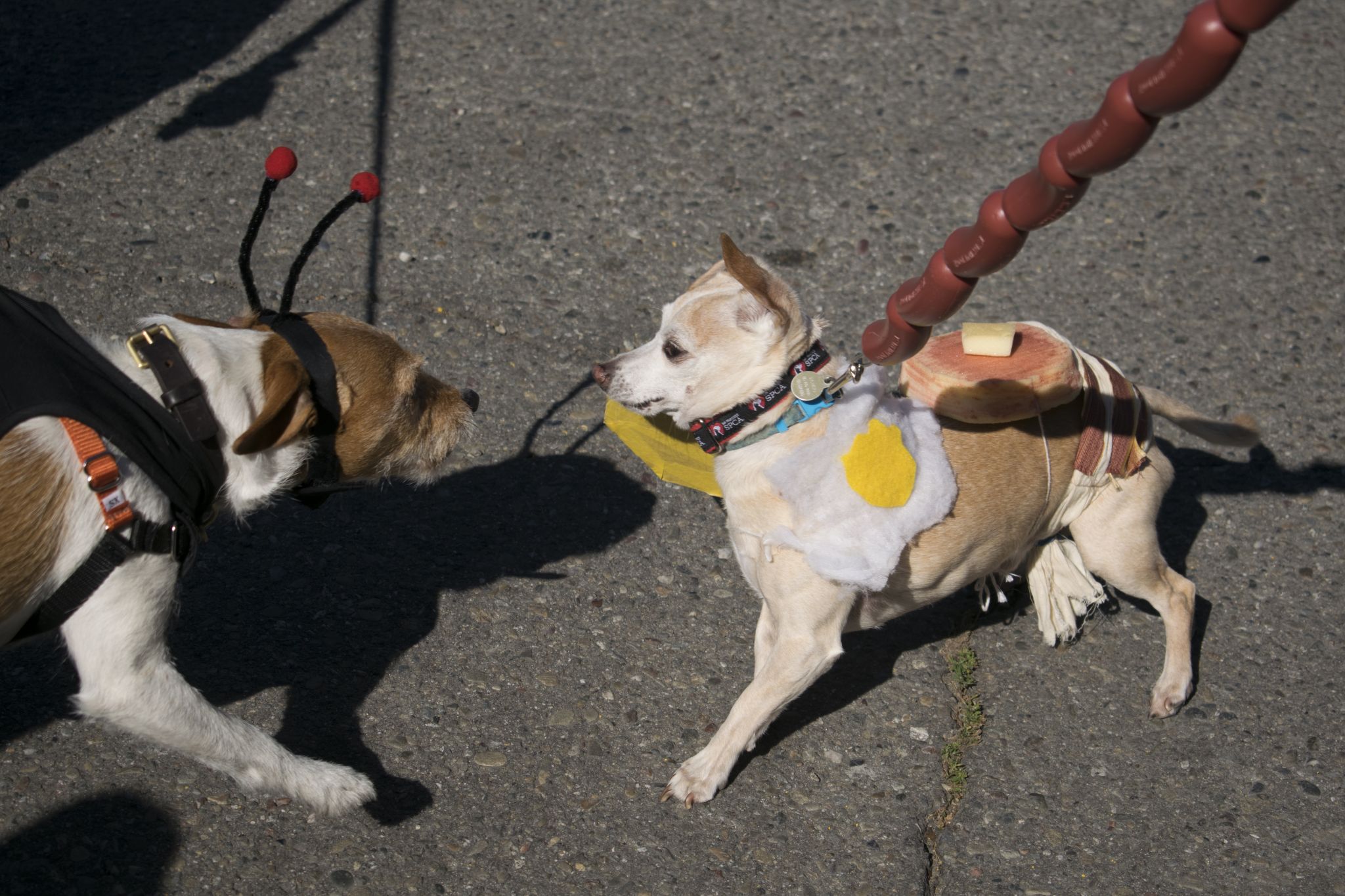 Cut4 on X: The @SFGiants held a dog costume contest, and ballpark