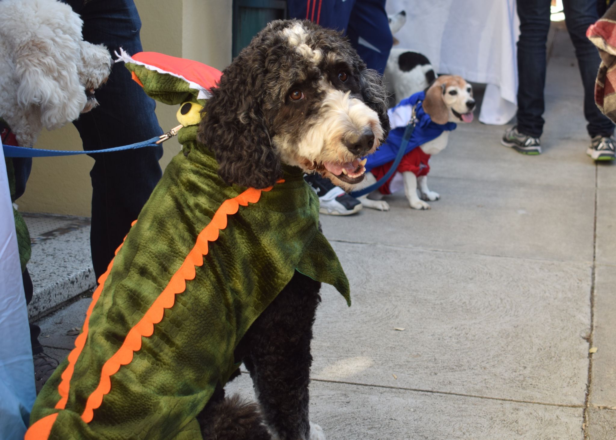 Cut4 on X: The @SFGiants held a dog costume contest, and ballpark