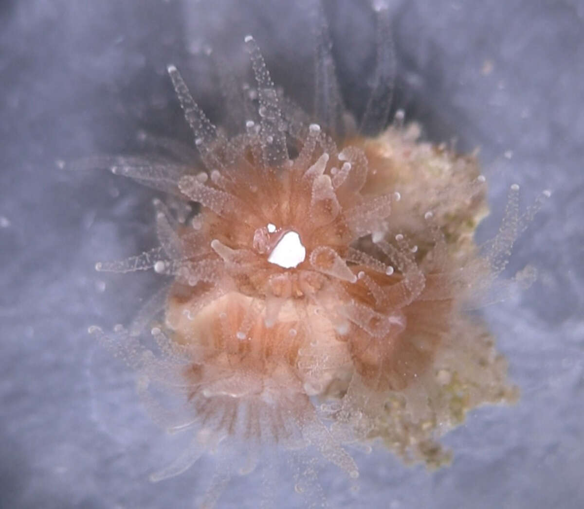 A coral polyp eats a white plastic speck.
